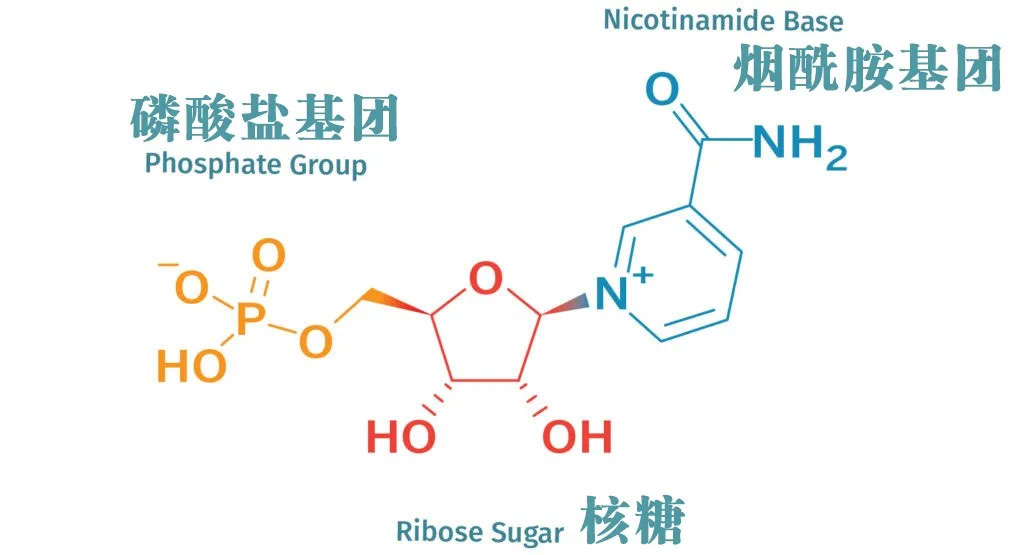 NMN与糖尿病，NMN与CALERIE?缩略图